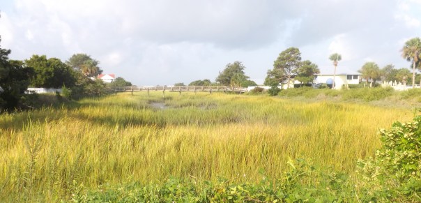 Across the Salt Marsh
